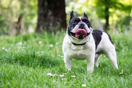 Dog French Bulldog in the public parkの写真素材