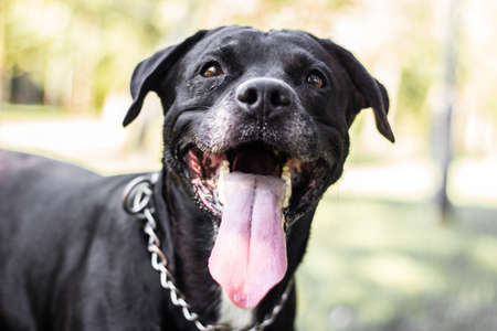 Pitbull dog portrait winking and smiling, sunny dayの写真素材