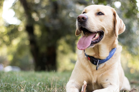 Smiling labrador dog playing in the public parkの写真素材