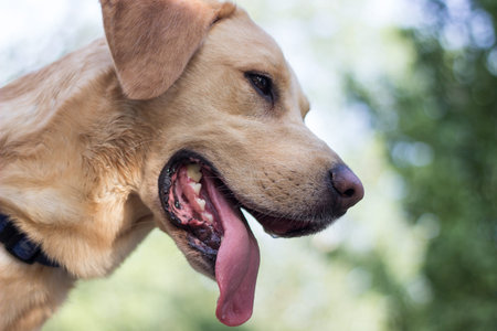 Beautiful labrador retriever dog in the park, sunny dayの写真素材