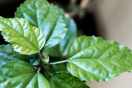 Beautiful Hibiscus fresh leaves during the summer