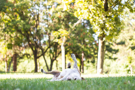 Dog playing and laying on his back in a field. enjoying in the public park, outdoors. Dog has an allergy problemの写真素材