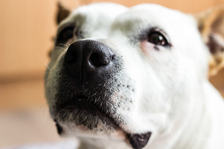 Portrait of cute dog looking upの写真素材
