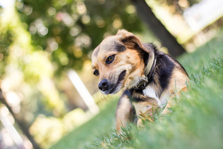Small cute mixed breed dogの写真素材