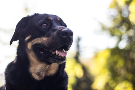 Portrait of mixed breed dog in the yellow fieldsの写真素材