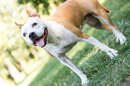A happy dog with floppy ears looking up at the camera and smilingの写真素材