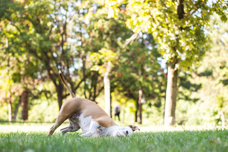 Dog playing and laying on his back in a field. enjoying in the public park, outdoors. Dog has an allergy problemの写真素材