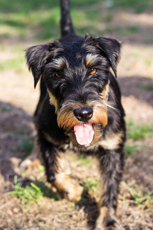 Sweet little dog running across the fieldの写真素材