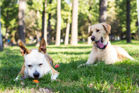 Labrador retriever and Staffordshire terrier dogs, portrait, sunny dayの写真素材