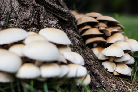 A healthy looking clutch of fresh oyster mushrooms growing out of the base of a dead treeの写真素材