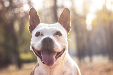 Portrait of dog in the autumn park. Yellow golden autumn fall concept