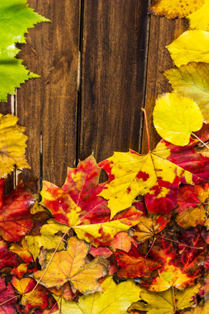 Autumn background with colorful dry leaves