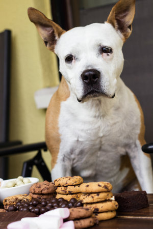 A cute sad dog is sitting and waiting to get a reward. Unhealthy food for dogsの写真素材