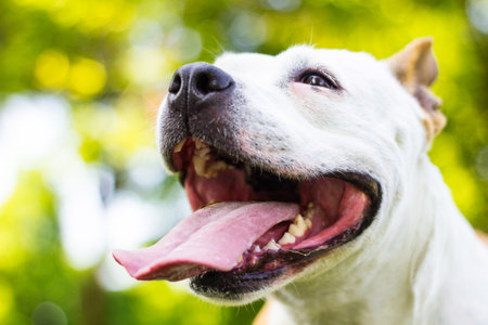 Cute happy pet dog standing on the grass in the parkの写真素材