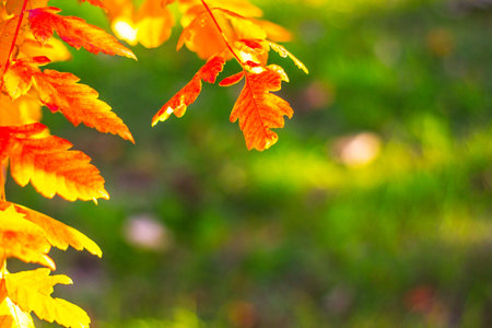 Autumn comes on glowing blurry background. City park bokeh backgroundの写真素材