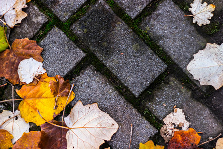 Autumn comes on glowing blurry background. Colorful autumn leavesの写真素材