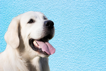White Retriever Dog flashing a big smile on cool blue backgroundの写真素材
