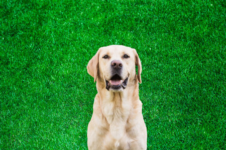 Portrait of Labrador retriever dog on grass background. Looking at cameraの写真素材