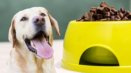 Smiling portrait Labrador Dog with delicious treats. Bowl full of dog food over tableの写真素材