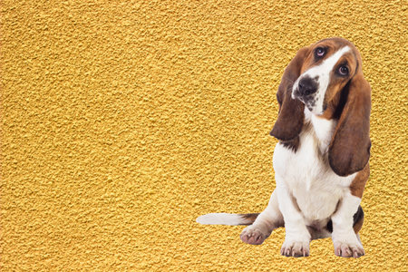 Basset dog. Unleashing the inquisitive spirit on a yellow canvasの写真素材
