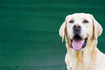 Labrador retriever dog beaming with happiness on vibrant green backdropの写真素材