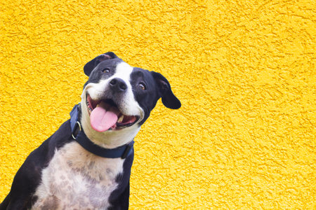 Joyful Canine on a Yellow Background peekingの写真素材