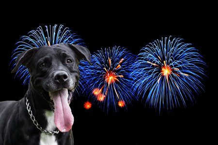 Smile dog portrait and fireworks backgroundの写真素材