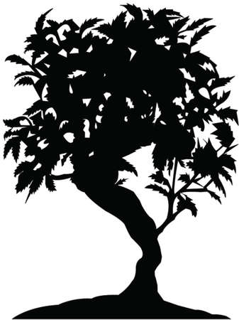 bonsai treeのイラスト素材
