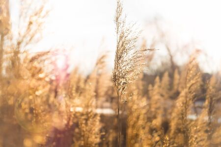 Wheat at sunset. Wheat field, photo with blurred backgroundの写真素材