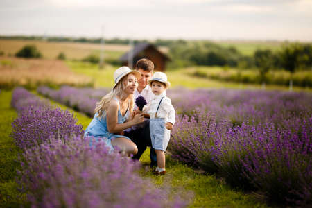 A little boy walks with mom and dad in a lavender field.の写真素材