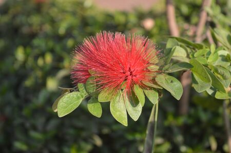 Red flower beauty picture taken in the gardenのeditorial素材