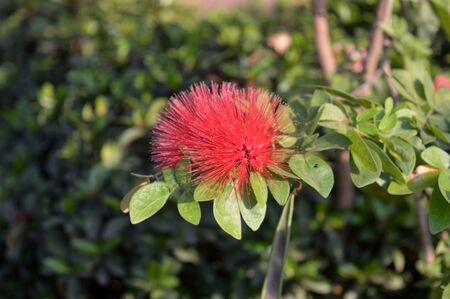 Red flower picture taken in the gardenのeditorial素材