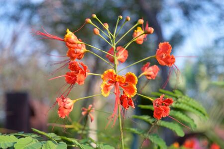 Beautiful red flower blossom picture taken in the gardenのeditorial素材