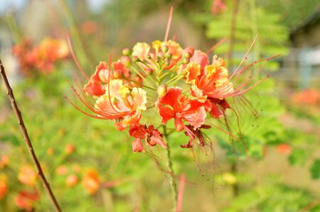 Outdoor photography of beautiful flowers in the gardenのeditorial素材