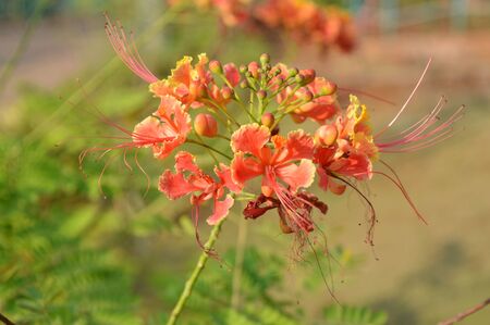 Beautiful flowers picture captured in the gardenのeditorial素材