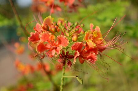 Beautiful flowers picture taken in the gardenのeditorial素材