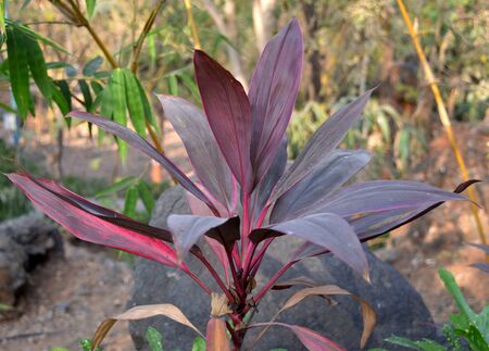 Long pink leaves picture taken in the gardenのeditorial素材