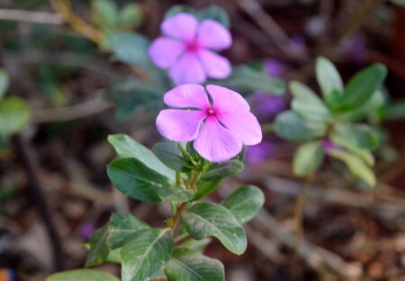 Pink periwinkle picture taken in the gardenのeditorial素材