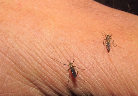 Mosquitoes on a person's handの写真素材