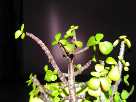 Plant in homeの写真素材