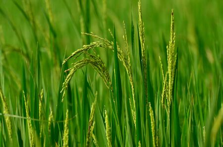 - green paddy の写真素材