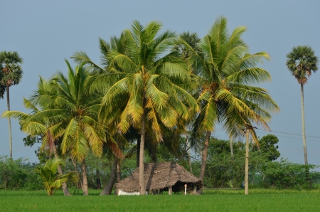 a hut in the middle of paddy field and coconut trees の写真素材