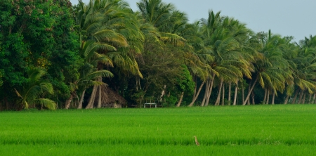 paddy field with coconut trees の写真素材