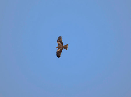 Black Kite flying (Milvus migrans), virar, maharashtra, india