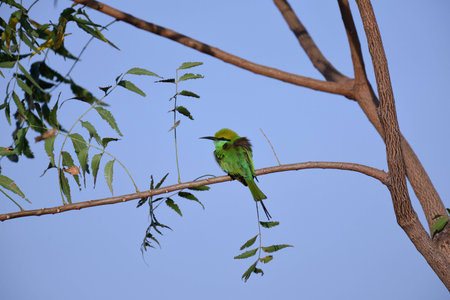 Beautiful Little Green Bee-eater bird (Merops orientalis) on a tree, nanded, maharashtra, india
