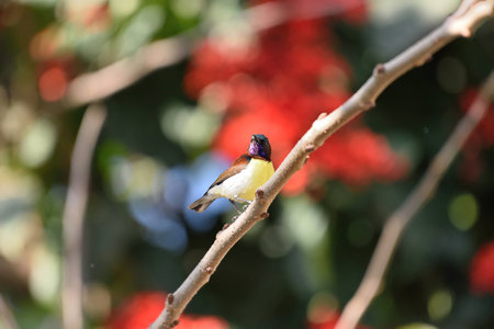 Purple-rumped Sunbird (Leptocoma zeylonica), kinwat, maharashtra, indiaの写真素材