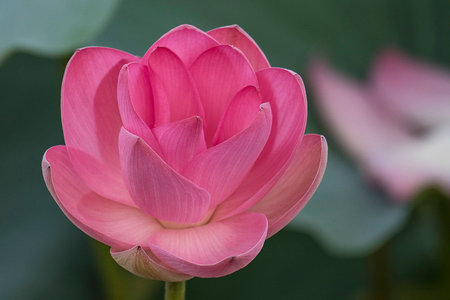 Pink Lotus or waterlilly blossom and leaves in lakeの写真素材