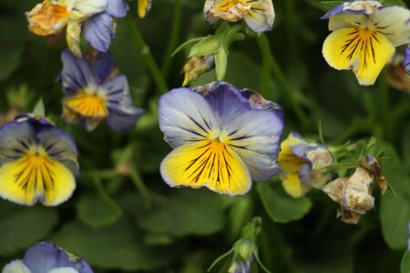 Flower seasonal freshの写真素材