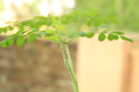 Fresh spinach leaf from india kerala, closeup view of green organic spinachの写真素材