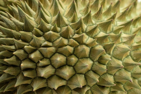 close up of the durian skin